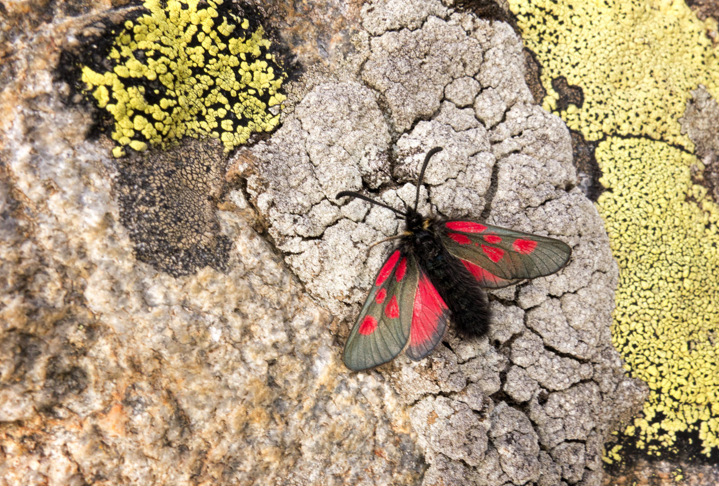  Burnet Moth 